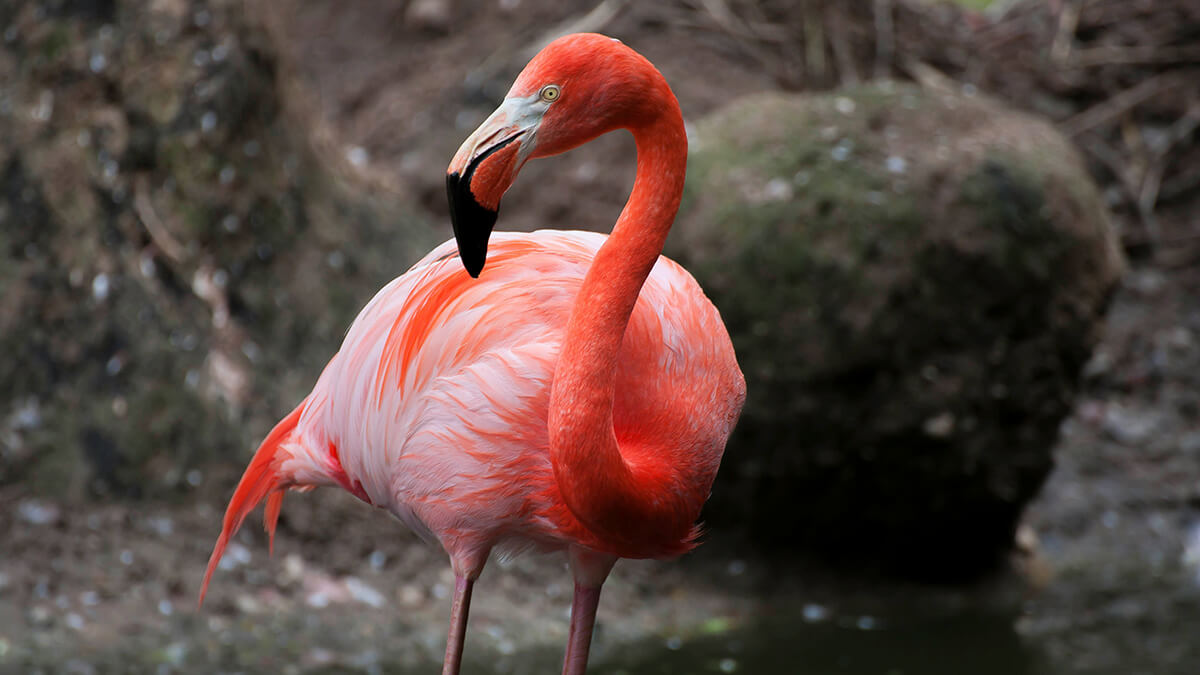 flamingo image with clickable map